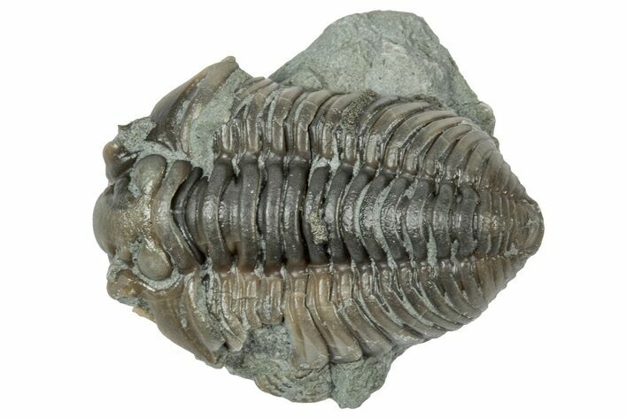 Long Prone Flexicalymene Trilobite Molt - Indiana #358098